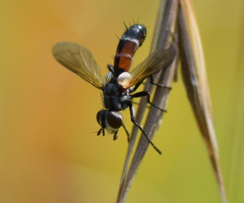 Réf. 186 942 : Cylindromyia sp.
